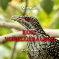 Koyal -  Indische Koel Klingelton