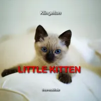 Little kitten Klingelton
