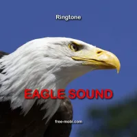 Eagle sms Ringtone