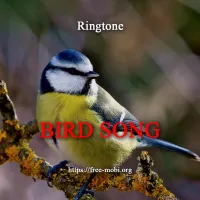 Завантажити Рінгтон: Звуки птахів