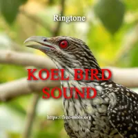 Рінгтон: Koyal - Голос птаха "Коель"